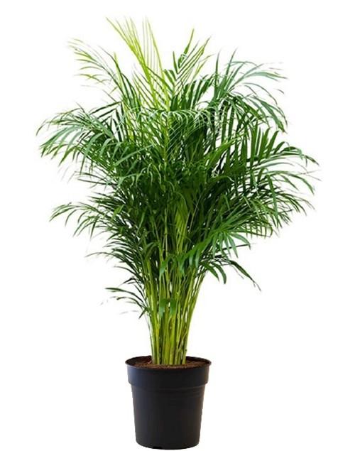 o 제품명 : Palmiers d’arec (Dypsis lutescens = Chrysalidocarpus lutescens)  - 아레카야자 제품사진 #1